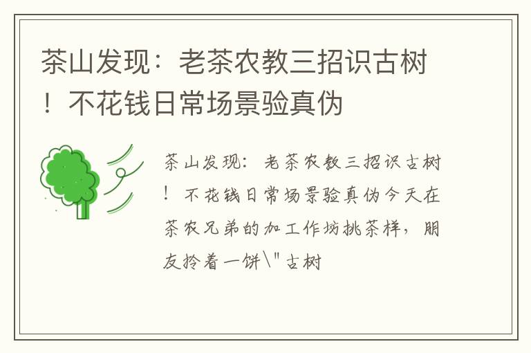 茶山发现：老茶农教三招识古树！不花钱日常场景验真伪