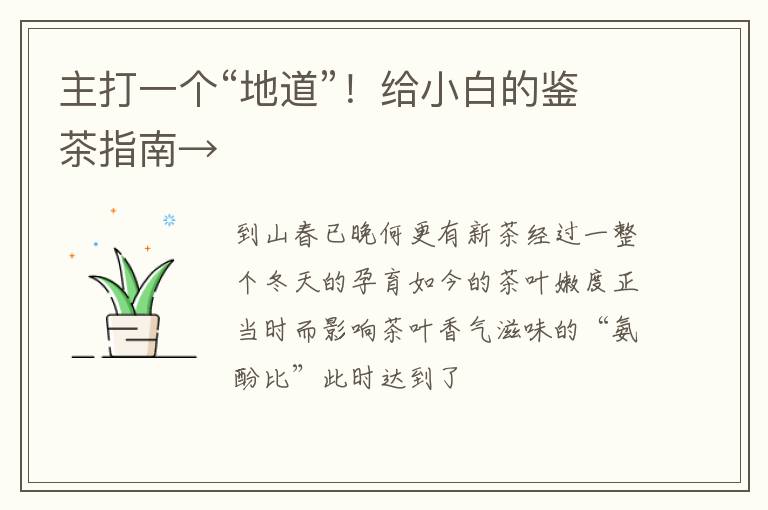 主打一个“地道”！给小白的鉴茶指南→