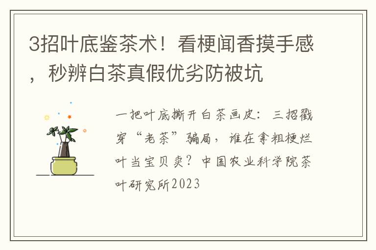 3招叶底鉴茶术！看梗闻香摸手感，秒辨白茶真假优劣防被坑