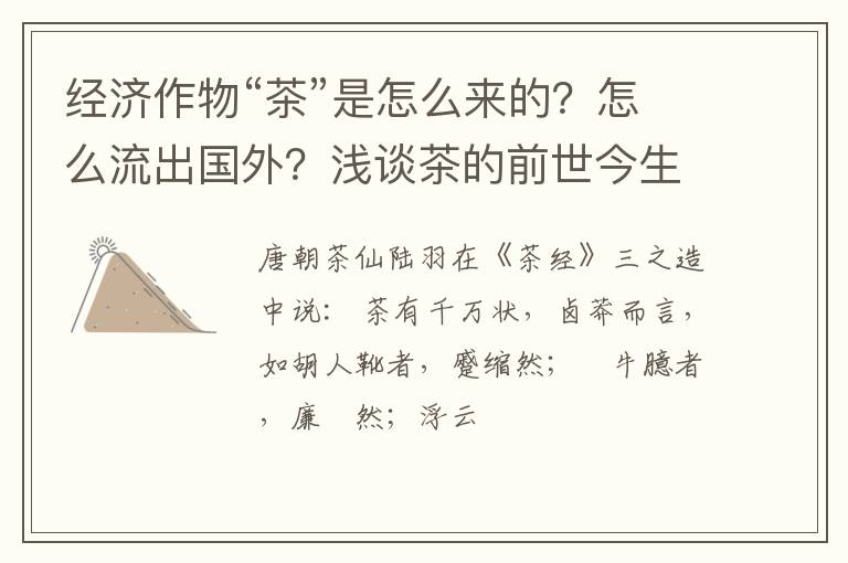 经济作物“茶”是怎么来的？怎么流出国外？浅谈茶的前世今生