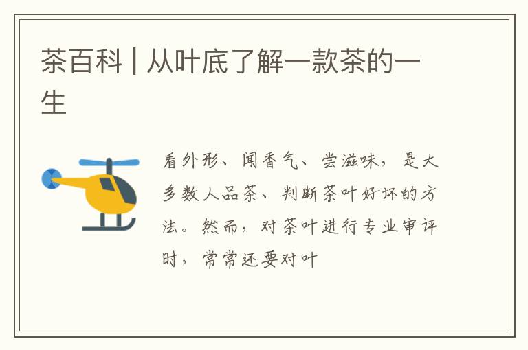 茶百科 | 从叶底了解一款茶的一生