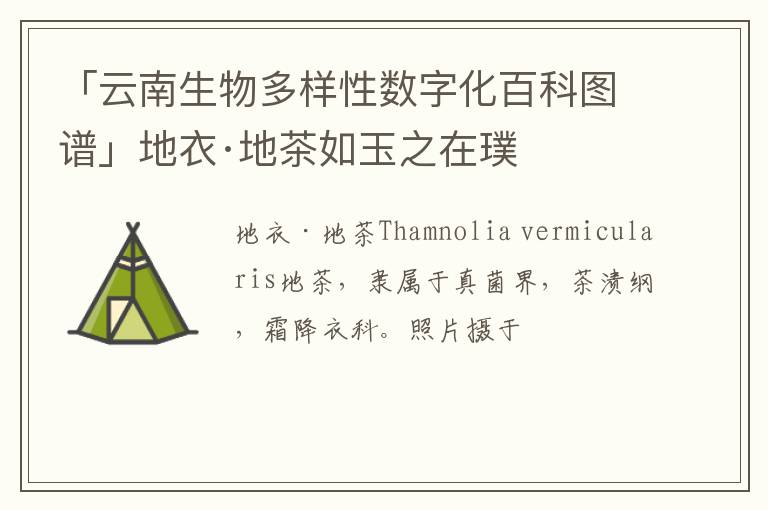 「云南生物多样性数字化百科图谱」地衣·地茶如玉之在璞