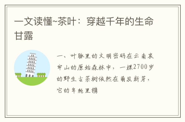 一文读懂~茶叶：穿越千年的生命甘露