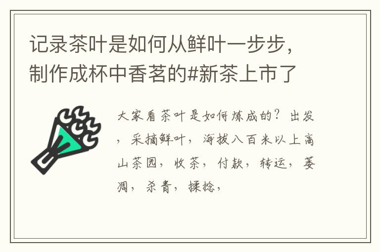 记录茶叶是如何从鲜叶一步步，制作成杯中香茗的#新茶上市了