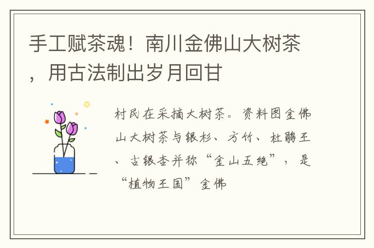手工赋茶魂！南川金佛山大树茶，用古法制出岁月回甘