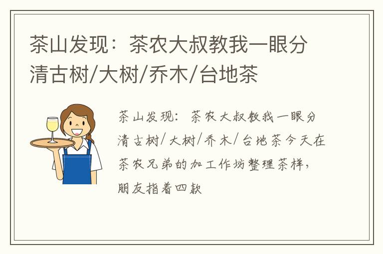 茶山发现：茶农大叔教我一眼分清古树/大树/乔木/台地茶