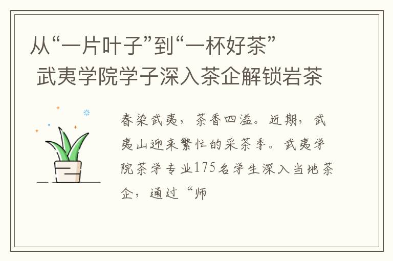从“一片叶子”到“一杯好茶” 武夷学院学子深入茶企解锁岩茶制作核心技艺